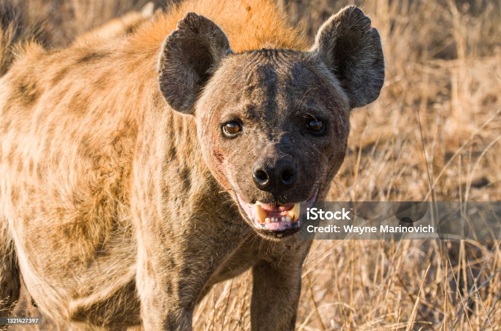 Female hyena with a full belly stares across the road in South Africa Spotted Hyena Stock Photo