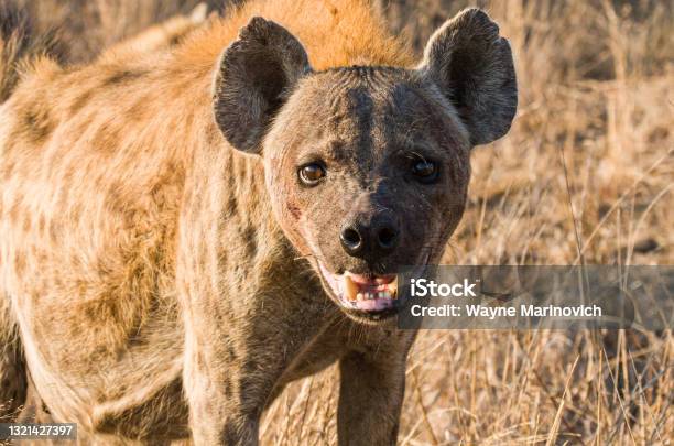 Female Hyena With A Full Belly Stares Across The Road In South Africa Stock Photo - Download Image Now