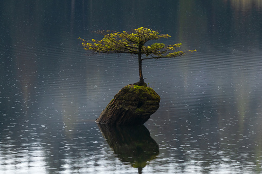 Famous little tree growing on a stump at Fairy Lake.