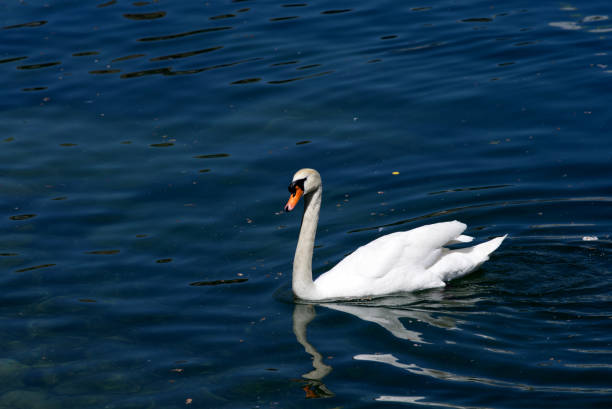 istock White swan swimming on river Limmat at a beautiful summer day. 1321428393