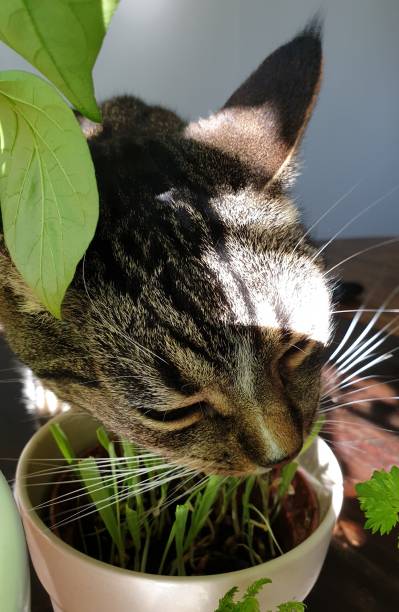 istock Domestic cat is eating grass from a pot 1321430515