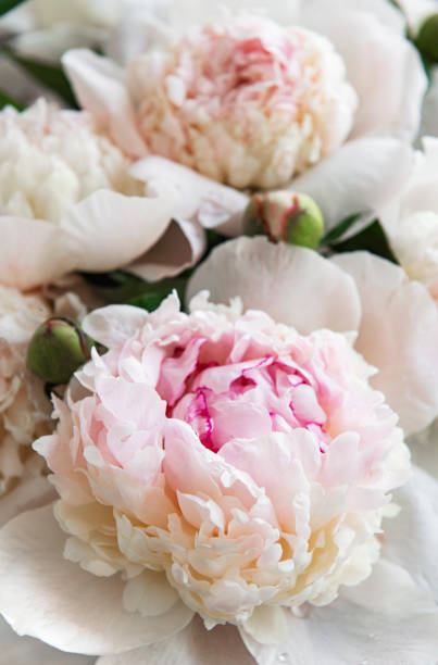 istock Peony flowers as a natural background 1321430754