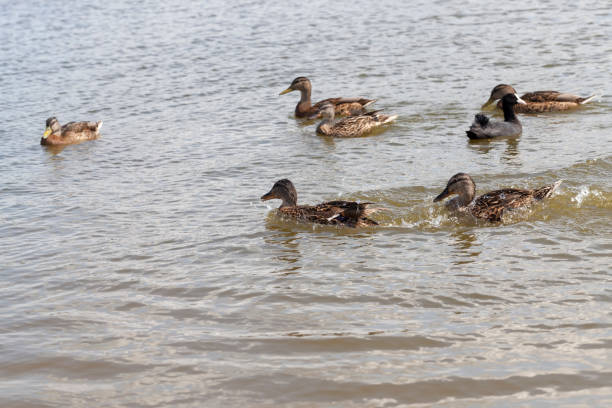 istock wild ducks in the natural environment 1321431558