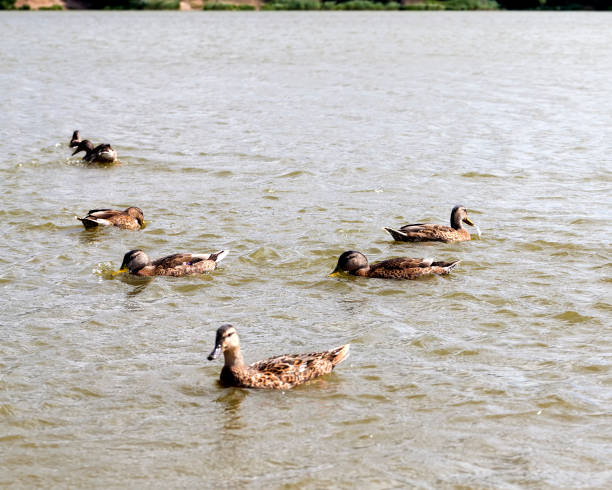istock wild small ducks on the territory of lakes 1321431560