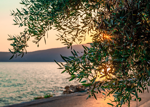 Sunbeams shine through the leaves of an olive tree, in the evening. Blue sea in the background. In Kardamyli, Mani, Peloponnese, Greece.