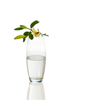 flower and a lily bud on a transparent glass vase on a white background with a reflection. the concept of purity, simplicity and minimalism
