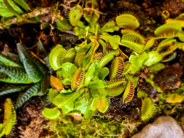 istock Details with Venus flytraps (Dionaea muscipula) carnivorous plants. 1321431750