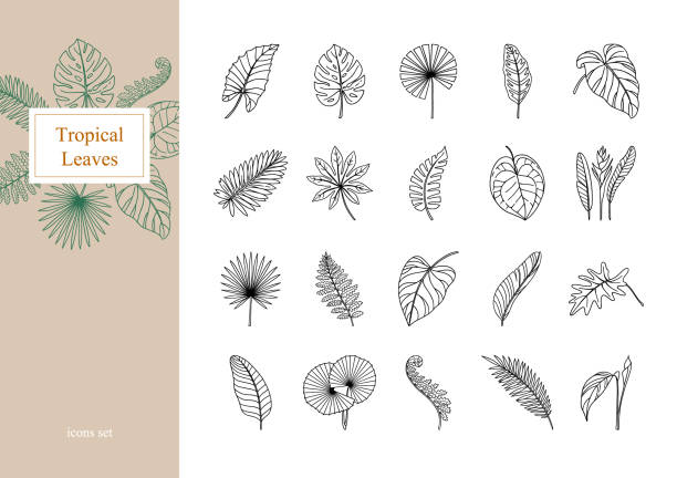 ilustraciones, imágenes clip art, dibujos animados e iconos de stock de conjunto de hojas tropicales exóticas - tropical flower heliconia tropical climate flower