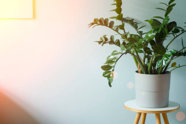 istock Interior with home plant. Blue light interior with clean empty blue wall and large green plant in a pot under sunny summer lighting. 1321431780