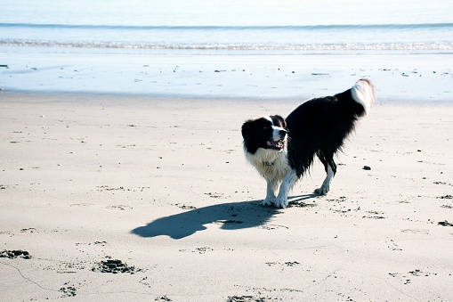 A collie dog at the beach.
