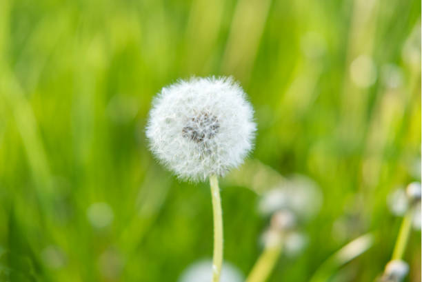 close-up of Taraxacum officinale 'dandelion' puff ball against green background close-up of Taraxacum officinale 'dandelion' puff ball against green grass background puff ball gown stock pictures, royalty-free photos & images