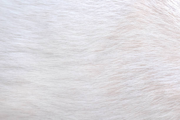 istock Close up white with light brown patterns background of furry dog soft texture 1321434901