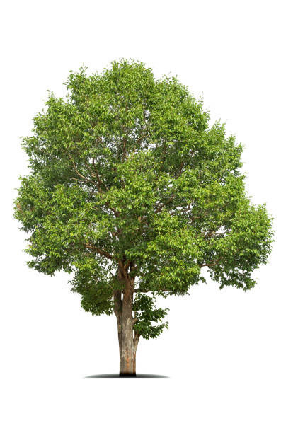 istock Isolated green tree on white backgroun 1321435789