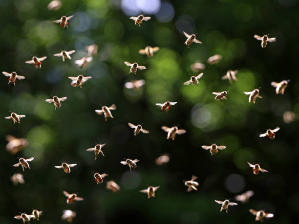濃い緑色の葉の背景に日光の中で飛ぶハミの群れの正面図 - beehive bee colony wax ストックフォトと画像