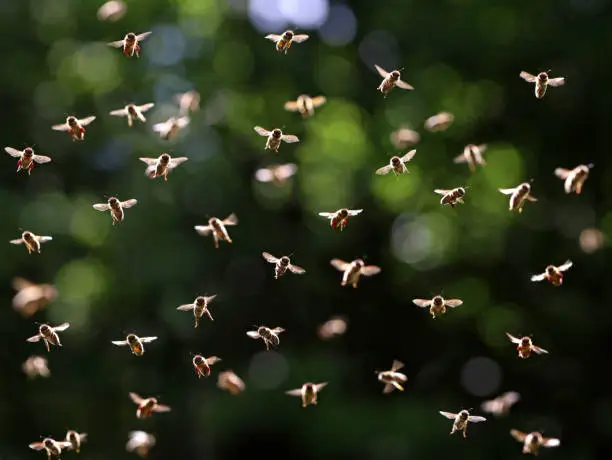 front view of flying bee swarm in sunlight on dark green leafs background.