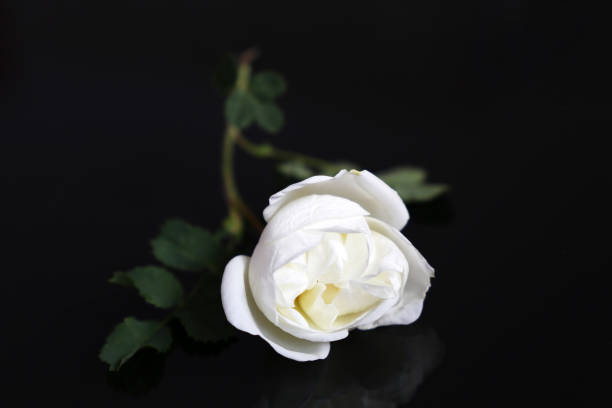 istock White rose on a black glass background 1321437283