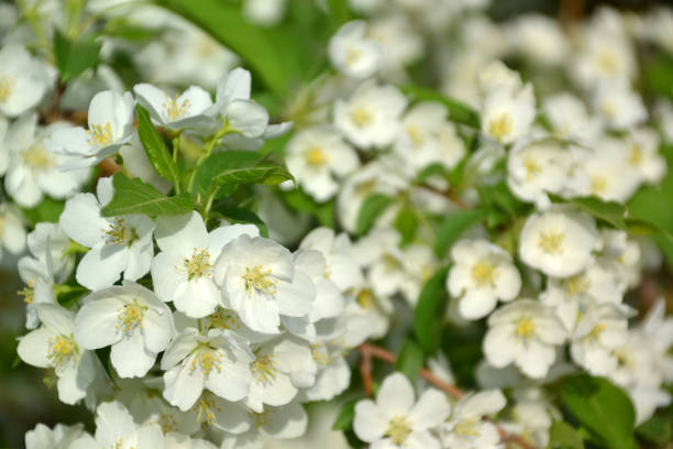 istock apple tree, flower, white, flowers, nature, spring, garden 1321438716