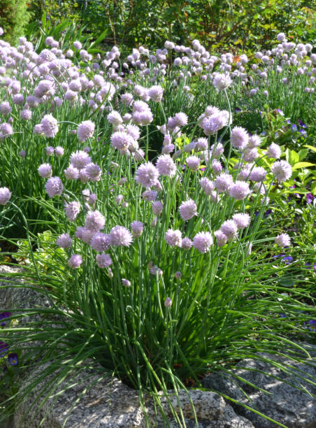istock bow, onion, flower, blue, purple, purple, lilac 1321439409