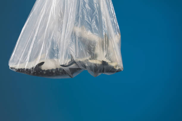 istock Ocean pollution concept, toy whales in plastic bag on blue background 1321439535