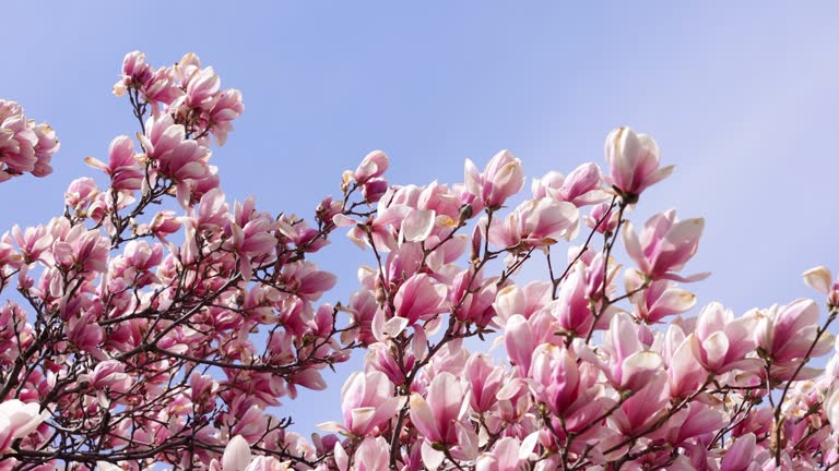 Pink Magnolia Flowers and Tree in Summer