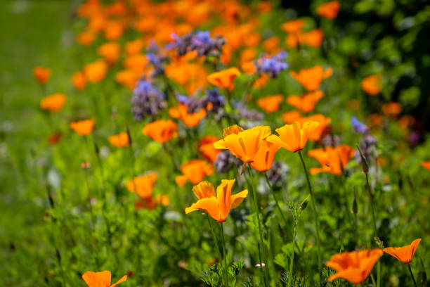 Vibrant Californian Poppies Growing in the Spring Sunshine An abundance of Californian Poppies growing in a flowerbed california golden poppy stock pictures, royalty-free photos & images