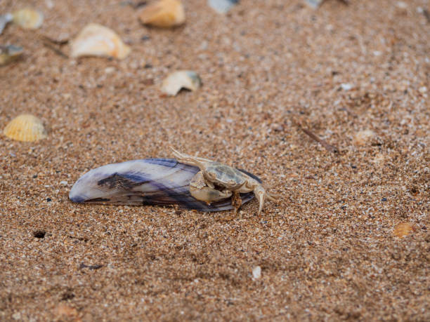 istock A crab lies on a shell on a sandy sunny beach. Space for the text. Marine template for design or background. 1321442288