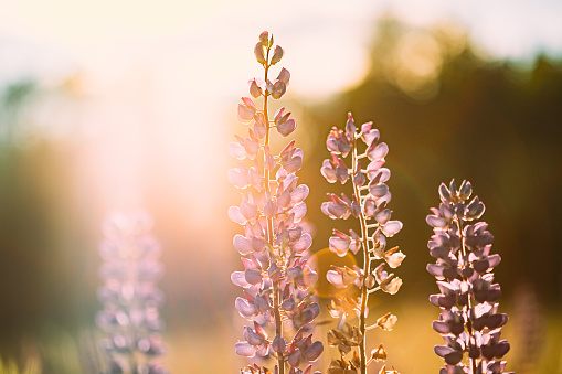 Wild Flowers Lupine In Summer Meadow At Sunset Sunrise. Lupinus, Commonly Known As Lupin Or Lupine, Is A Genus Of Flowering Plants In Legume Family, Fabaceae.