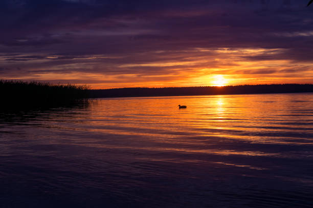 istock A beautiful evening scenery at the lake with ducks. 1321447135