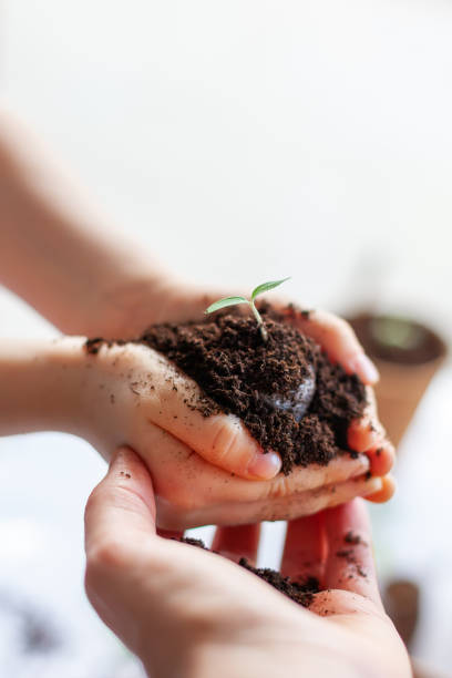istock hands of a child holding a plant with soil 1321449342