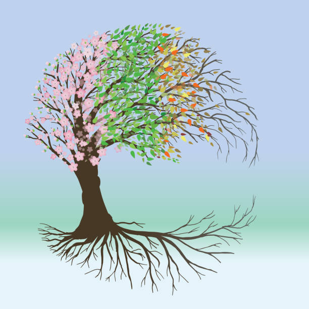 Tree of life four seasons version moon shaped A  moon shaped tree of life with pink blossom and flower butts, green leafs, autumn leafs and winter branches tree of life stock illustrations