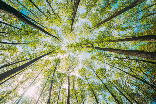 istock Looking Up In Beautiful Pine Deciduous Forest Trees Woods Canopy. Bottom View Wide Angle Background. Greenwood Forest. Trunks And Branches With Fresh Spring Lush 1321449886