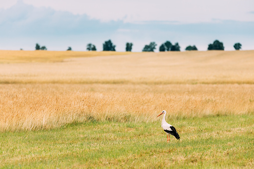 Adult European White Stork Ciconia Ciconia In Summer Field. Wild Bird In Belarus.
