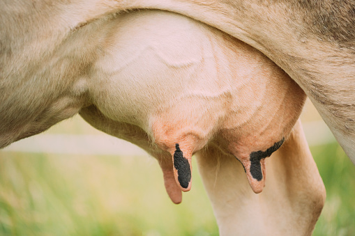 Close Up Udder of a Dairy Cow. Farm Animal.