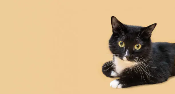 Photo of Advertising banner with beautiful black and white young cat lying and looking at camera on beige background.