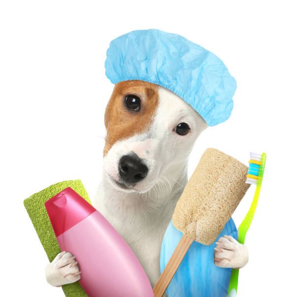 istock Cute funny dog with shower cap and different accessories for bathing on white background 1321451080