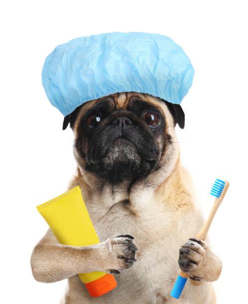 istock Cute funny dog with shower cap and different accessories for bathing on white background 1321451201