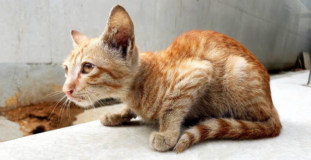 istock ROAD SIDE CAT - STOCK PHOTO 1321451222
