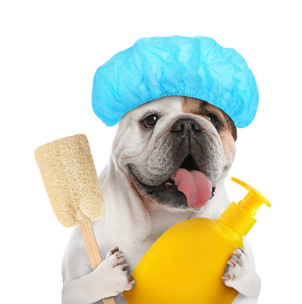 istock Cute funny dog with shower cap and different accessories for bathing on white background 1321451817