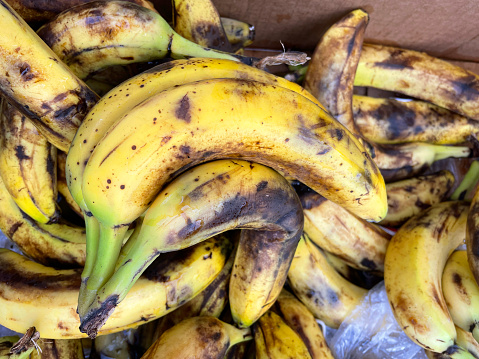Stock photo showing bunches of rotting and overripe bananas in a supermarket fruit shop / green grocer's cardboard box. These black and yellow bananas are the remaining produce after being offered for sale on a 'serve yourself' basis.