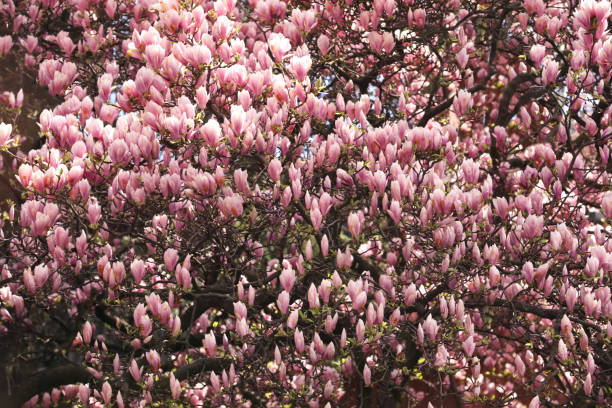 istock Beautiful magnolia tree with pink blossom outdoors. Spring season 1321452139