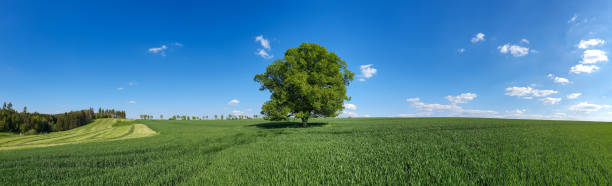 istock scenic panorama view of natural landscape under a cloudy sky 1321455491