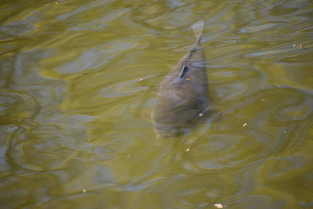 istock catfish in yellow muddy water 1321455725