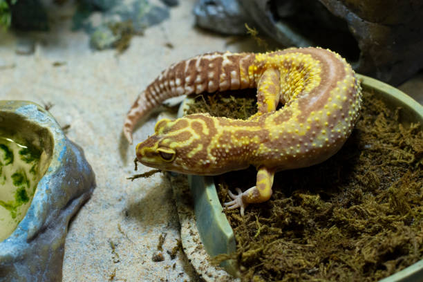 istock Lizard in the terrarium. Lizards care. 1321456060