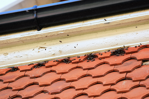 Bees living under a roof