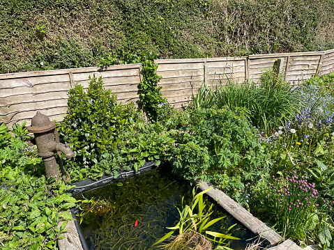 Stock photo showing a raised fish pond made from wooden railway sleepers surrounded by plants in a flower border.