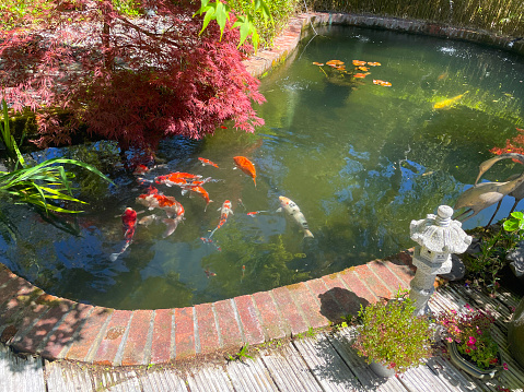 Stock photo showing a koi pond with large koi carp fish swimming around in filtered water. This landscaped Zen Japanese garden is covered with maples / acers, lanterns, bamboo and brick edging to pond water feature.