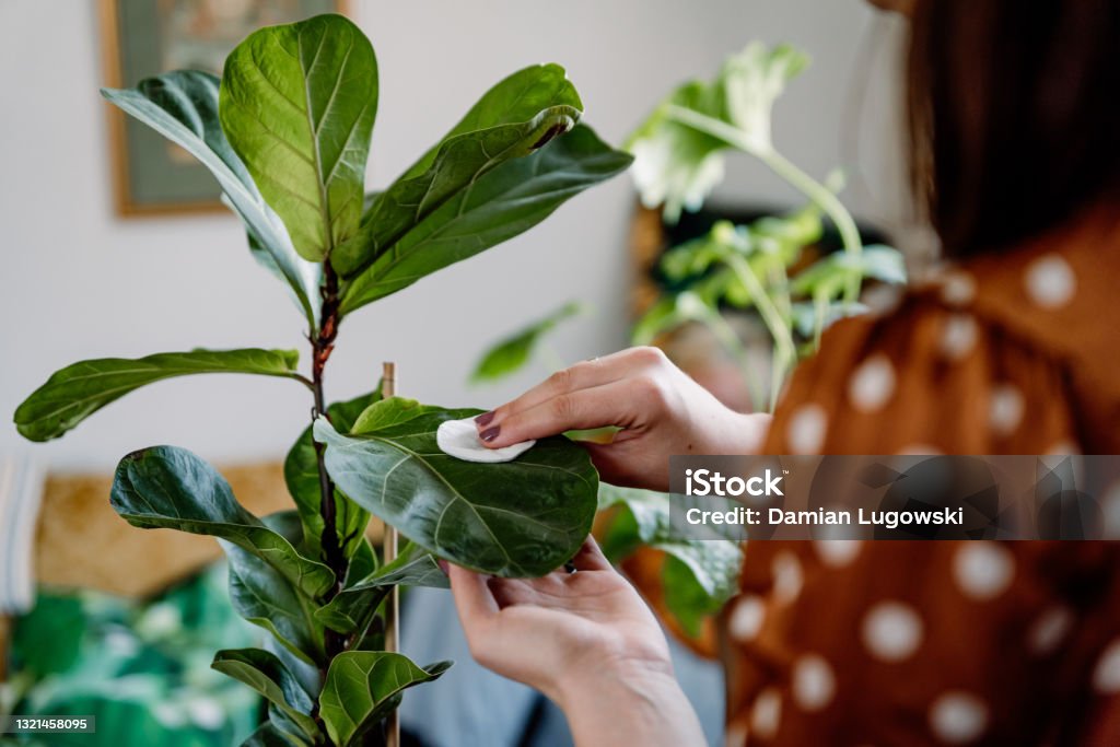 Og hold vand Tåre Woman Wiping Dust Off Green Leaves Of Ficus Lyrata Stock Photo - Download  Image Now - iStock