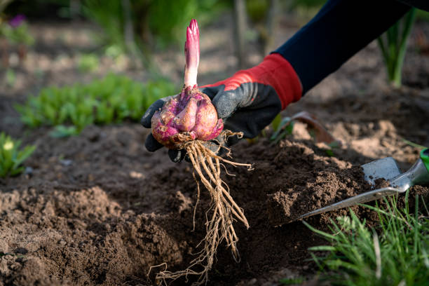 Woman gardener planting lily bulbs in ground in spring garden. Woman gardener planting lily bulbs in ground. Purple flower bulbs sprouting in springtime season plant bulb stock pictures, royalty-free photos & images