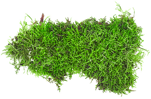 Top view of green forest moss isolated on a white background