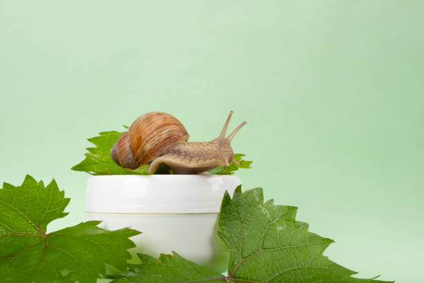 istock grape snail mucin cream,skin care cosmetic 1321461598